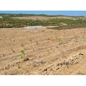 Bamboologic Alcoutim: Carbon removal via European bamboo fields