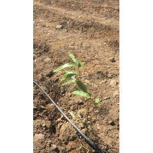 Bamboologic Alcoutim: Carbon removal via European bamboo fields