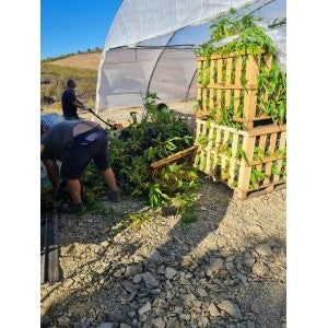 Bamboologic Alcoutim: Carbon removal via European bamboo fields