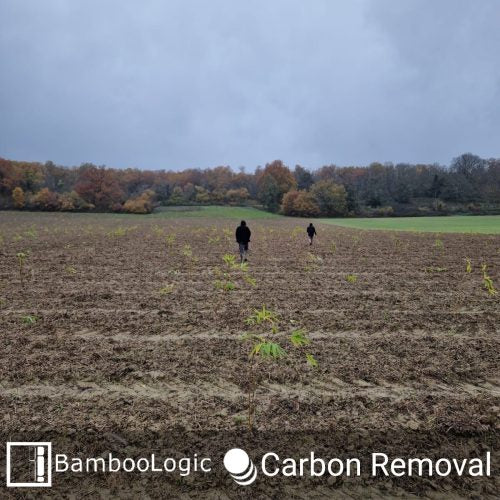 Bamboologic Gaetán Jimienez: Carbon removal via European bamboo fields