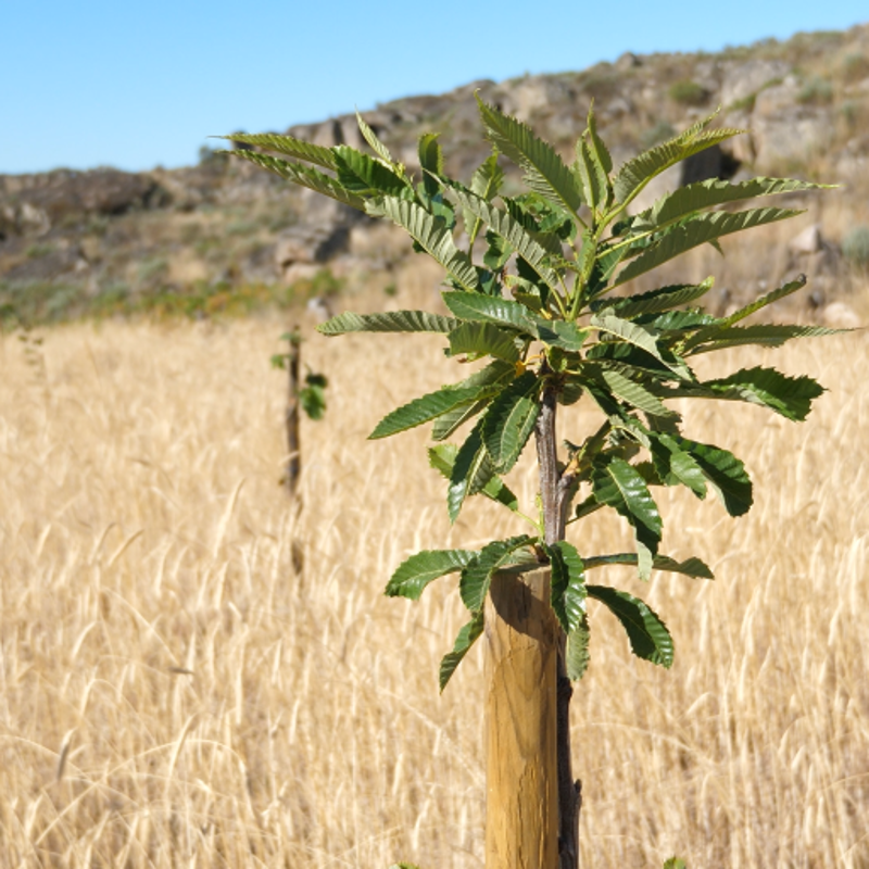 EUPOR GRAS24 Carbon removal via European Reforestation fields preventing desertification at 51ha in northern Portugal